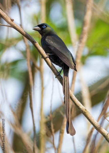 Fototapeta Racket-tailed Treepie bird on a tree.