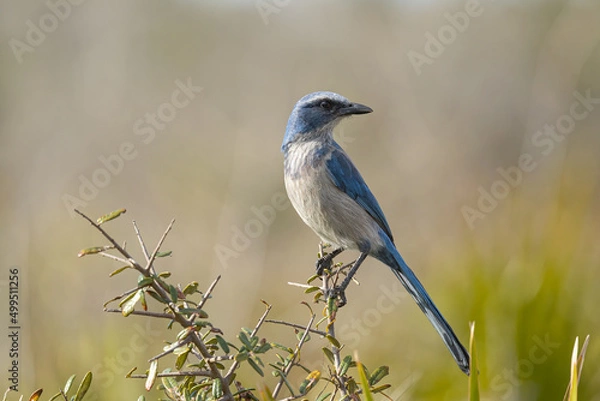 Obraz Florida Scrub Jay taken in SW Florida