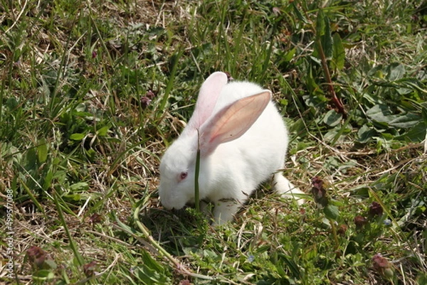 Obraz 日本のうさぎ　ジャパニーズホワイト