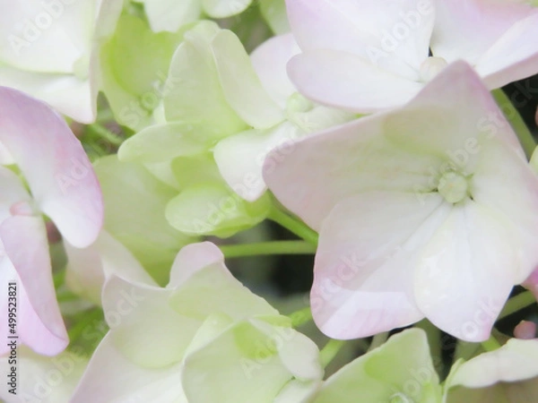 Obraz あじさいの花クローズアップ