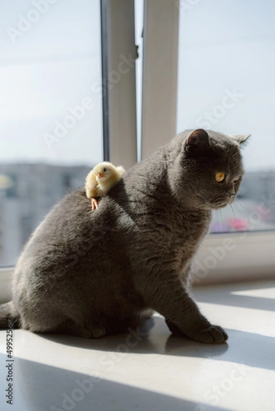 Obraz Gray cat, chickens and easter eggs on the kitchen table