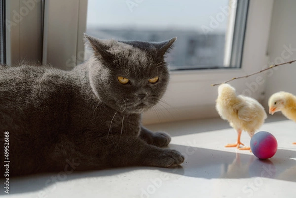 Obraz Gray cat, chickens and easter eggs on the kitchen table