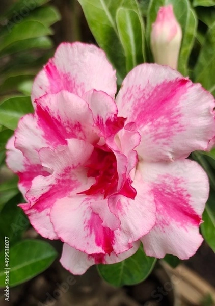 Obraz pink rose bush