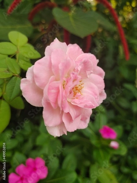 Obraz pink rose bush