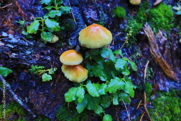 Fototapeta cute mushroom in washingtoon state