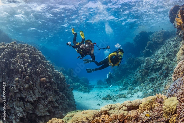 Fototapeta Underwater exploration. Divers dive on a tropical reef with a blue background and beautiful corals.