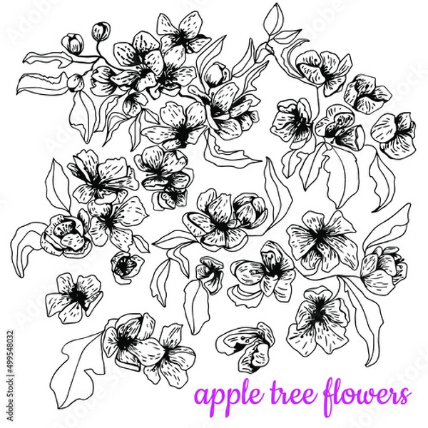 Fototapeta Apple tree flowers. Set. Black and white sketch. Hand drawn vector illustration. Isolated on white background.Engraving