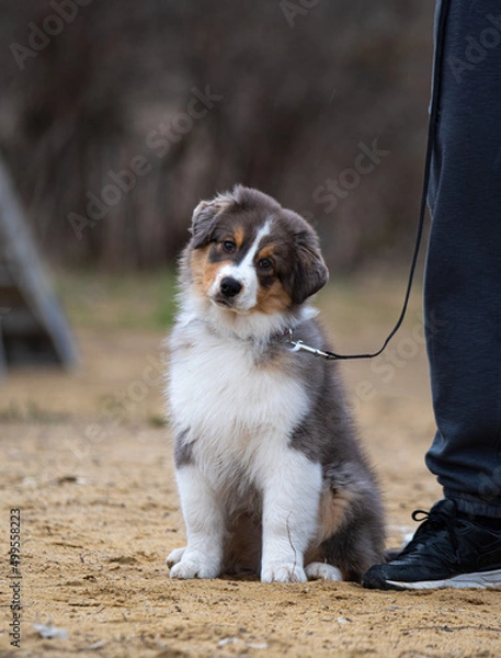 Obraz aussie puppy on the playground