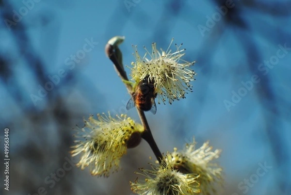 Obraz willow branch with catkins