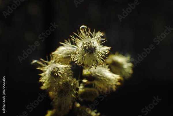 Fototapeta flower of a willow