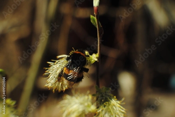 Obraz bee on a flower
