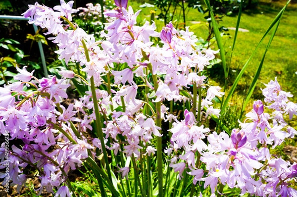 Fototapeta beautiful flowers in the park in summer on a green background
