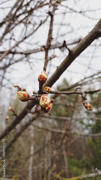 Obraz birds on a tree