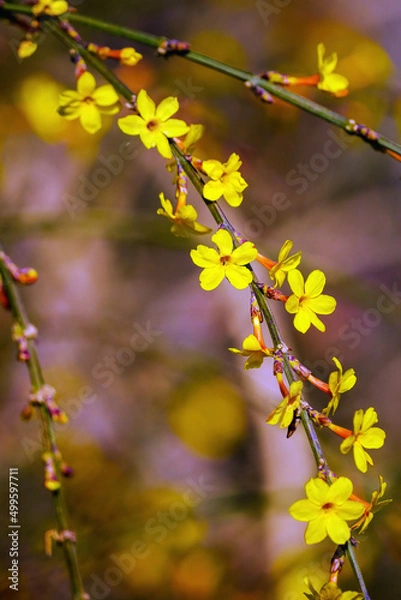 Obraz Yellow winter jasmine blooming in spring