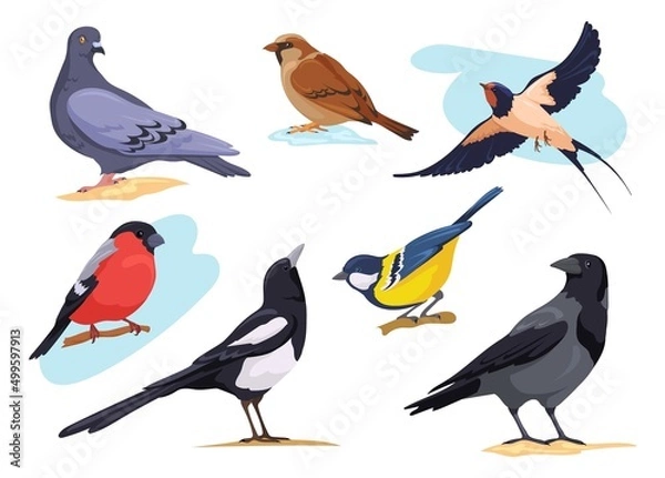Obraz Common birds. Cartoon isolated city and forest bird pigeons sparrows bullfinch dove goldfinch, nature birding european animal collection different pose, neat vector illustration