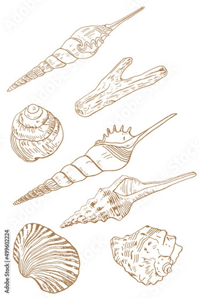 Fototapeta Beige monochrome set of various molluscs, shells. Set of vector drawings on a white background isolated sand color