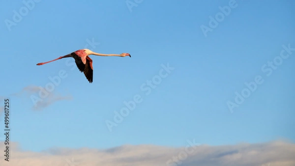 Obraz Flamingo flying free