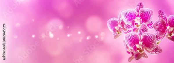 Fototapeta beautiful isolated pink orchid flower at the edge of blurred background with copy space, floral graphical concept for greeting card for holiday season