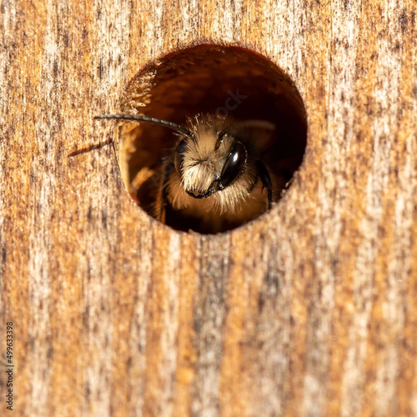Obraz Wild bee in the insect hotel (macro).