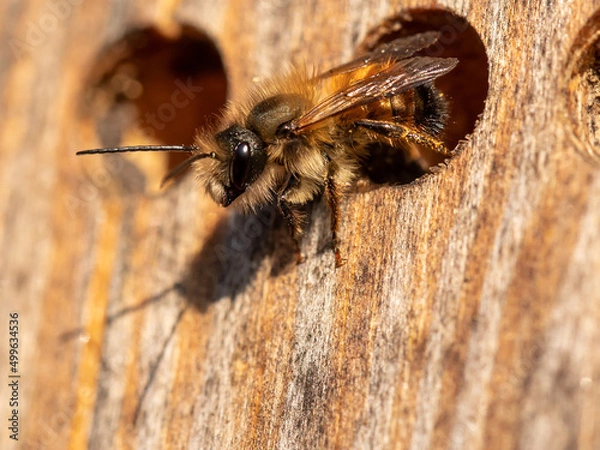 Fototapeta Wild bee in the insect hotel (macro).