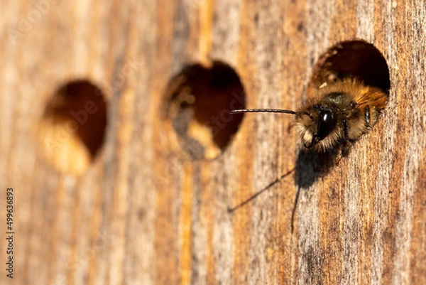 Obraz Wild bee in the insect hotel (macro).