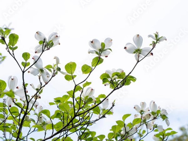 Obraz ハナミズキ