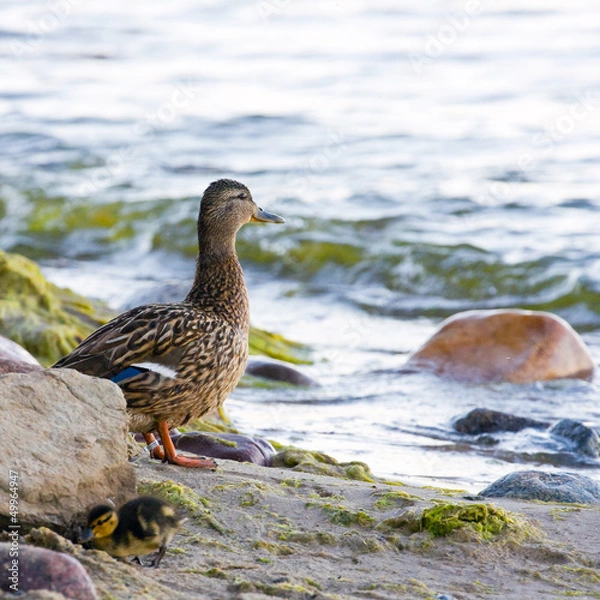 Fototapeta Young ducks