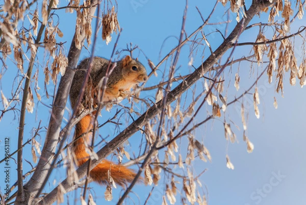 Obraz Perching Squirrel