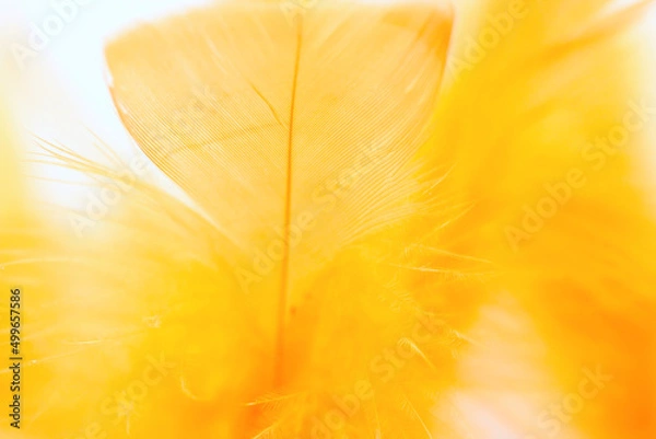 Obraz yellow feather close up