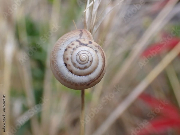 Obraz Helicella itala