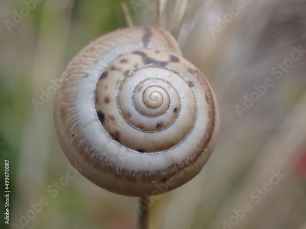 Obraz Helicella itala close