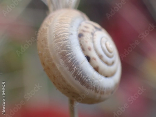 Fototapeta Helicella itala side view