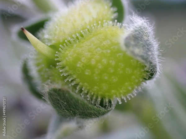 Obraz Cynoglossum officinale fruit