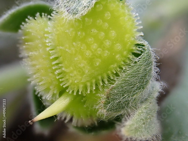 Fototapeta Cynoglossum officinale fruit close