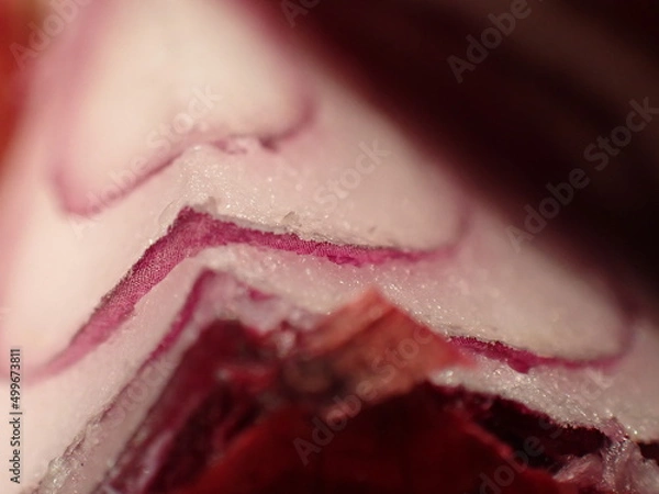 Fototapeta Red onion