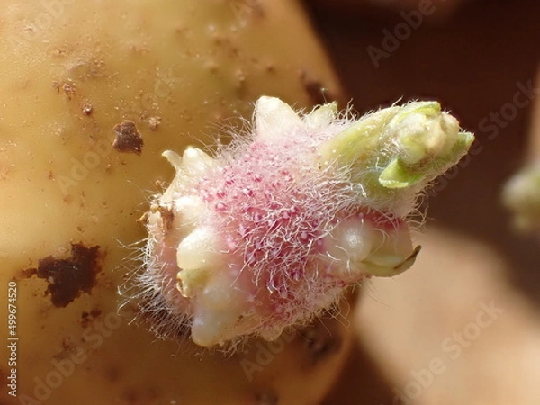 Fototapeta potatoe sprout
