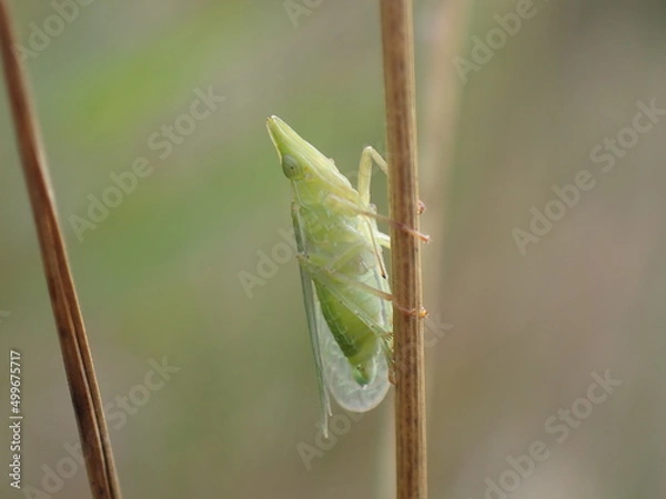 Obraz Planthopper Dictyophara europaea