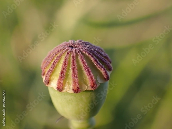 Obraz Papaver rhoeas young fruit