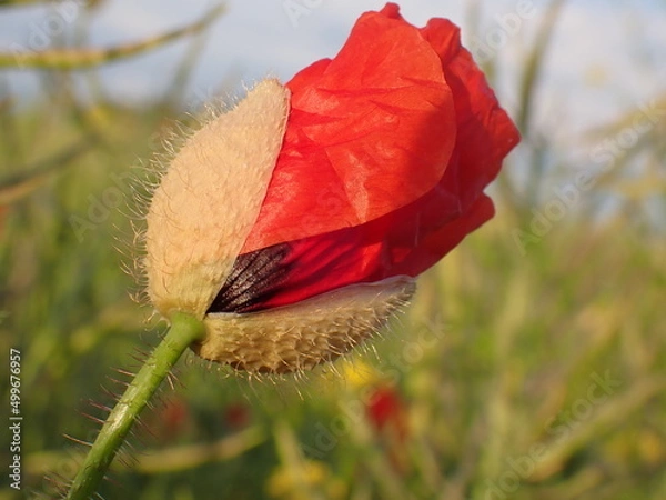 Obraz Papaver rhoeas blooming blossom