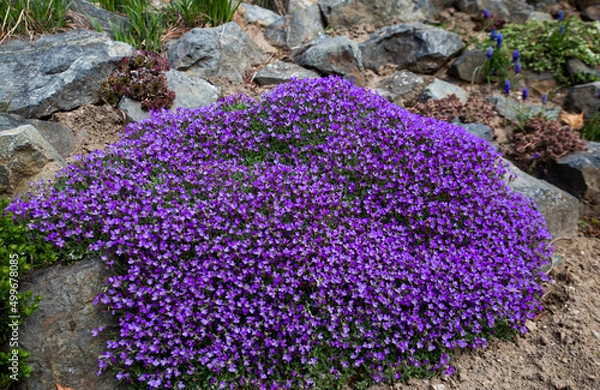 Obraz purple flowers