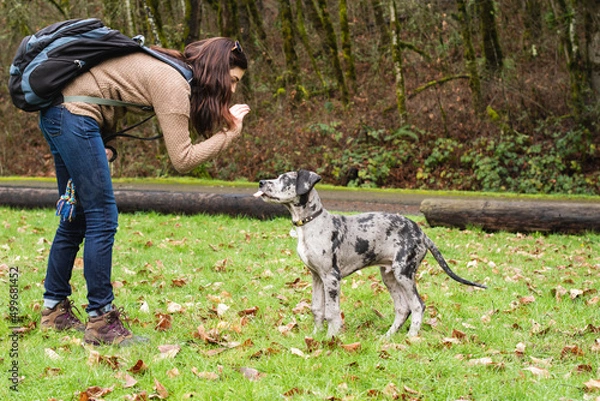 Obraz Merle Great Dane puppy training