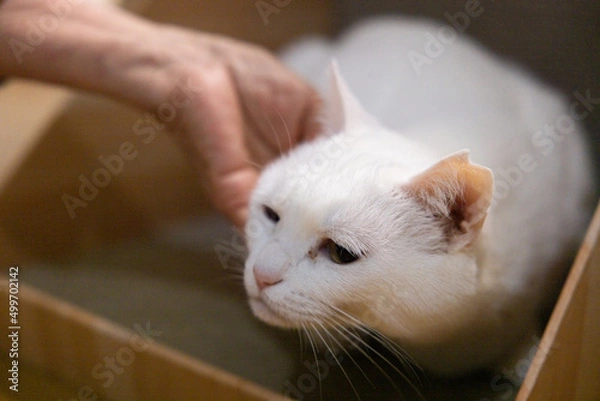 Fototapeta 白の保護猫（a cute white rescued cat）
