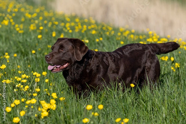 Obraz labrador retriever