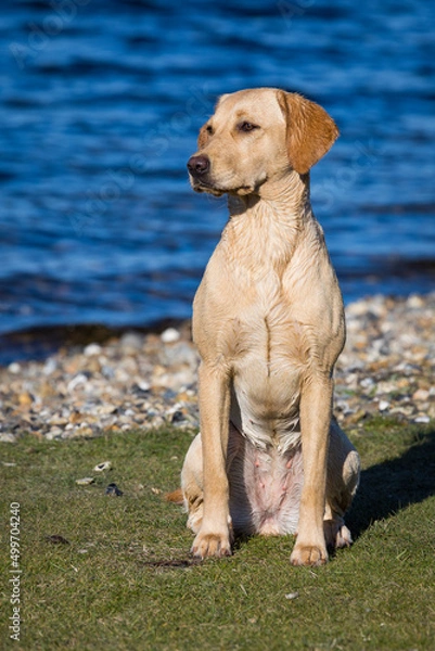 Obraz labrador retriever on the beach