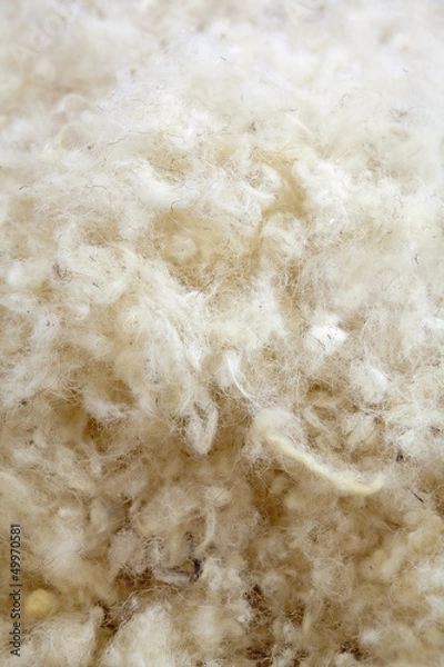 Obraz Raw Wool Texture