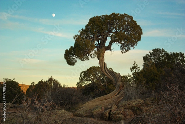 Fototapeta Twisted Tree with Moon Background