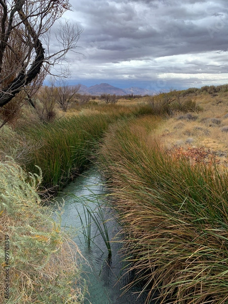 Fototapeta Stream Through the Grass in Ash Meadows