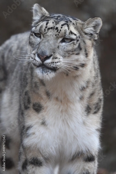 Fototapeta ユキヒョウ