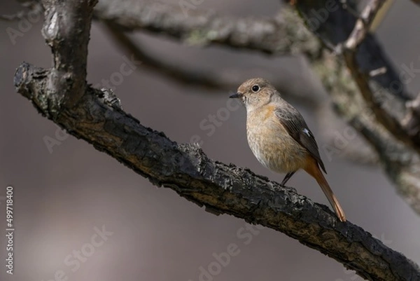 Fototapeta 梅林でくつろぐジョウビタキ メス＠大阪