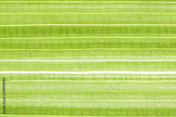 Fototapeta Full frame shot of green leaves. Textures and patterns of leaf.